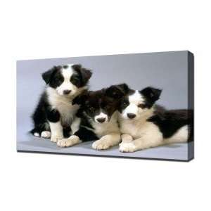 Border Collie Pups   Canvas Art   Framed Size 32x48   Ready To Hang