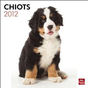  Chiots 2012 Wall Calendar 12 X 12 Office Products
