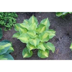  Dance With Me Hosta: Patio, Lawn & Garden