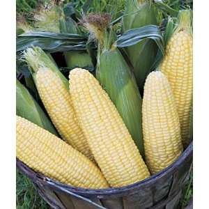  Corn, Maple Sugar Hybrid 1 Pkt. (100 seeds) Patio, Lawn & Garden