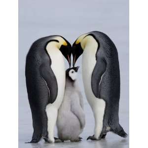 Emperor Penguin Chick and Adulta, Snow Hill Island, Weddell Sea 