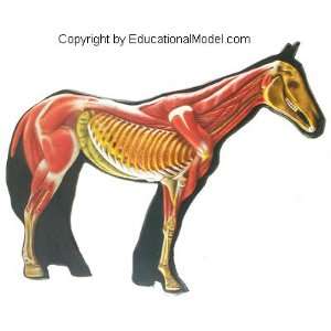   Horse Body 3D Veterinary Model Anatomical Educational Animal Anatomy