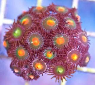 AAF* Indo Crimson Sun Zoanthids Zoas Live Coral  