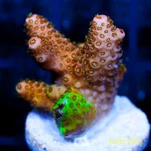 Reef Pets* Grafting Millepora Milli Acro SPS *Live Reef Coral*  