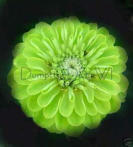 ENVY Lime Green ZINNIA chartreuse 3 4 blooms 20seeds  