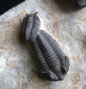 Absolutely Incredible News Trilobites Mortality Plate With 12 