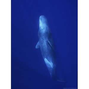 Sperm Whale, Upside Down Underwater, Azores, Portugal Animals 