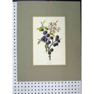  Blackthorn Flower Berries C1896 Hand Coloured Print: Home 