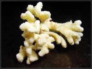 6LB+ / 6.3 BRANCH White Septastraea Sea Fossil Coral  