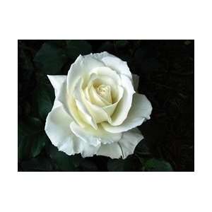  Tineke White Rose 20 Long   100 Stems: Arts, Crafts 