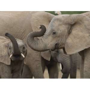 African Elephant (Loxodonta Africana), Addo Elephant National Park 