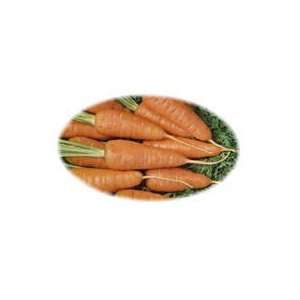  100 DANVER CARROT SEEDS FRESH Patio, Lawn & Garden