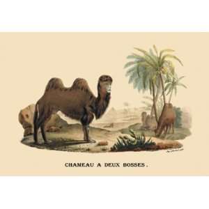  Chameau a Deux Bosses (Camel) 28X42 Canvas Giclee