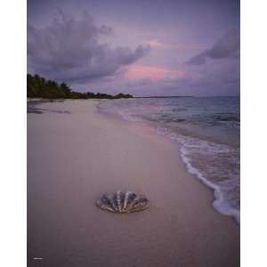  National Geographic, Seashell on the Beach, 16 x 20 Poster 
