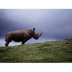 Northern White Rhinoceros National Geographic Collection Photographic 