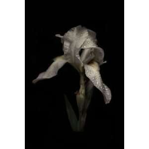   : Wall Art: Wooden Framed Print: Flowers, White Iris: Office Products