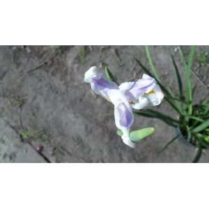  African Iris White & Purple Bloom Live Plant Ground Cover 
