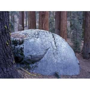 Granite Boulder Amongst Giant Sequoia Trees, Sequoia National Park 