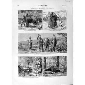  1874 ELEPHANT HUNTING CEYLON INDIA COW ELEPHANT ANIMALS 