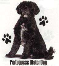   Honey* *Poodle   Black* *Poodle   White* *Portuguese Water Dog* *Pug