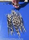 African Porcupine Quills Quill Buy  