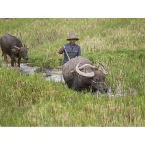 China, Yunnan Province, Farmer Ploughing with Water Buffalo in the 