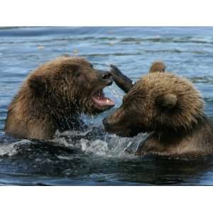  Two Alaskan Brown Bears Playing in Water (Ursus Arctos 