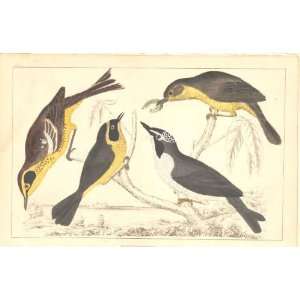    H/C Birds 1852 Maryland & Kentucky Warblers