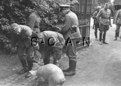 WWII German RP  Army  Soldier  Helmet  Rifle  Pistol Holster  Pig  Hog 