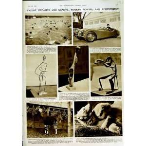  1950 LONDON ZOO POLAR BEAR OKAPI BULL ART SCULPTURE: Home 