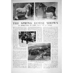  1925 SPRING SHIRE HORSE SHOW SHETLAND PONY SWINTON LEE 