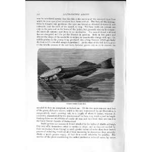   NATURAL HISTORY 1896 SUCKING FISHES SPINY FINNED PRINT