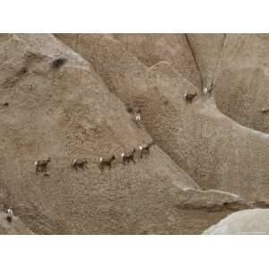  Overview of American Bighorn Sheep Filing Across Hills of 