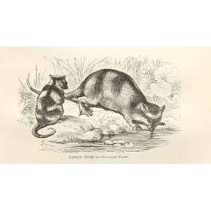  Yapoc Opossum 1862 WoodS Natural History Engraving
