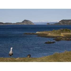  Magellan Goose (Chloephaga Picta), Ushuaia, Tierra Del 