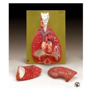  Lungs With Heart, Diaphragm and Larynx Model Health 