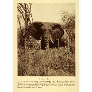  1928 Print Bull Elephant Africa Animal Safari Plain 
