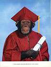 VINTAGE PICTURE CHIMP GRADUATION Monkey DIPLOMA SCHOOL