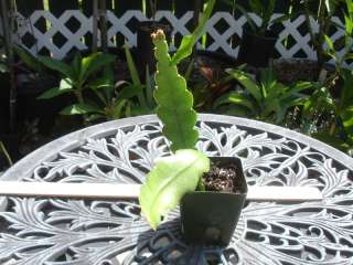 Monastery Garden rooted epiphyllum plant(Orchid Cactus)  