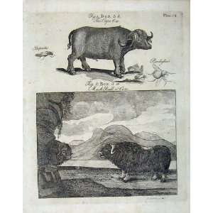   : Encyclopaedia Britannica 1801 Musk Bull Cow Animals: Home & Kitchen