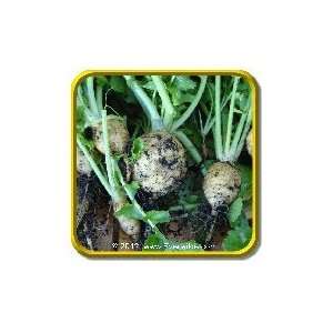  1 Oz   Turnip Seeds   Golden Globe Bulk Vegetable Seeds 