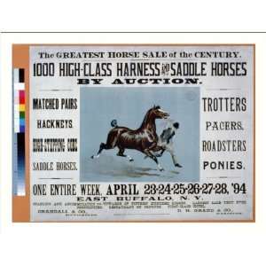   Horse Sale of the Century   1000 High Class Harness and Saddle Horses