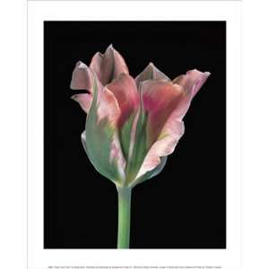  Tulipa China Town Finest LAMINATED Print Derek Harris 
