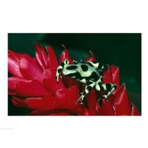  Green and Black Poison Frog Poster (24.00 x 18.00): Home 
