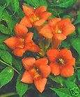 Campsis radicans TRUMPET CREEPER Orange Flowers SEEDS