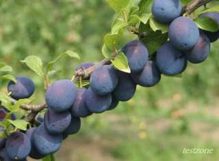 Damson Plum Trees  5 Seeds  Prunus Domestica Damask Prune   Purple 