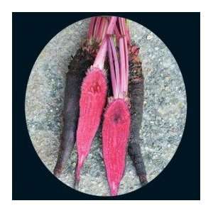 Crapaudine Beetroot Seeds 