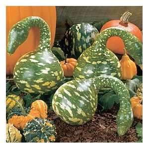  Swan or Speckle Gourd 10 + Seeds EASY TO GROW Patio 