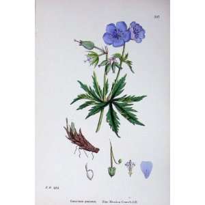  Botany Plants C1902 Blue Meadow CraneS Bill Geranium