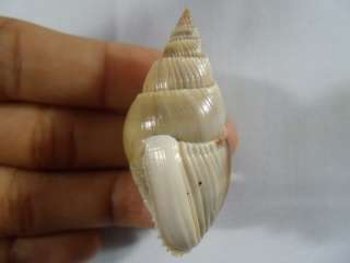 Shells are graded as follows (our guide)